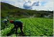 PLANO INTEGRADO DE ACELERAÇÃO DA AGRICULTURA E